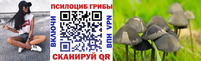 Купить где  Купино  Галлюциногенные грибы мицелий 
